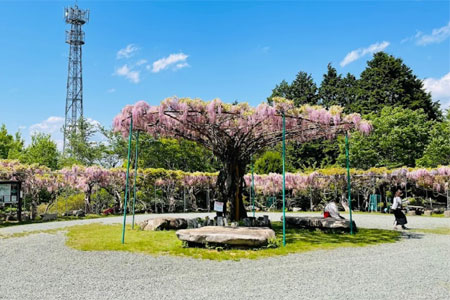 神乃倉山公園